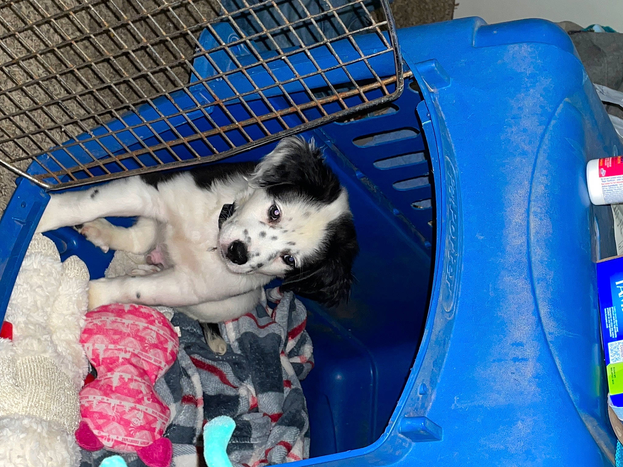 Bear joined the competition — help win amazing prizes! blue, canidae, carnivore, companion_dog, dog, dog_breed, dog_crate, dog_supply, electric_blue, felidae, ferret, fur, mustelidae, paw, pet_supply, recreation, rodent, snout, sporting_group, whiskers