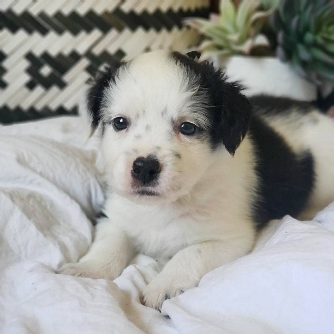 Bear joined the competition — help win amazing prizes! canidae, carnivore, comfort, companion_dog, dog, dog_breed, dog_supply, fur, monochrome_photography, plant, puppy_love, shih_poo, small_terrier, snout, sporting_group, sports_equipment, terrier, toy_dog, whiskers, working_animal