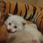 Snow joined the competition — help win amazing prizes! adorable, animal, blanket, cat, closeup, companion, cozy, cute, fur, furry, indoor, kitten, pet, resting, sleepy, small, soft, tiger_stripe, white, young