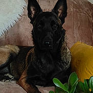Nala participe au concours pour gagner de l'argent avec cette photo : dog, black_dog, tan_markings, german_shepherd, belgian_malinois, pointed_ears, sitting, portrait, pet, indoor, couch, sofa, pillows, houseplant, greenery, home, centered_subject, alert, dark_fur, living_room