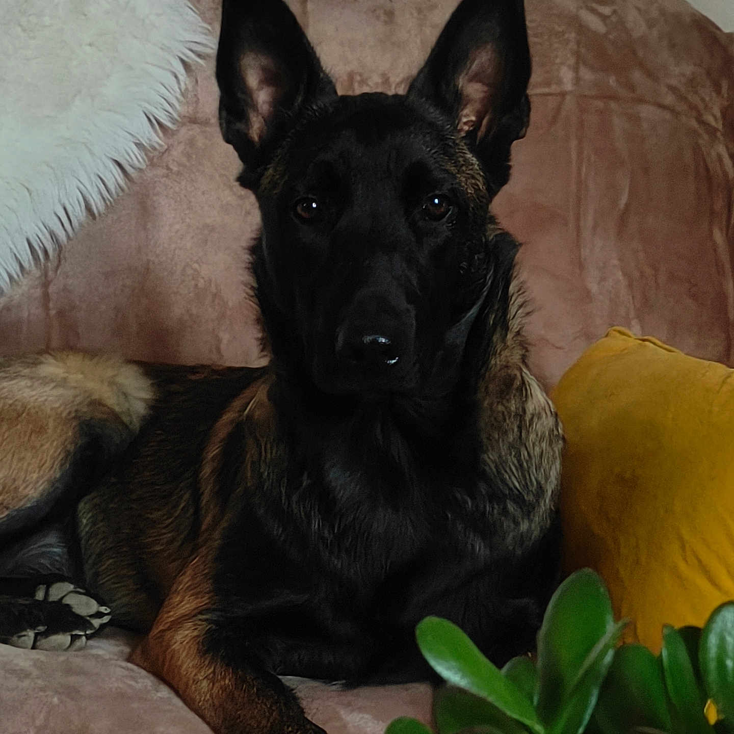 Nala