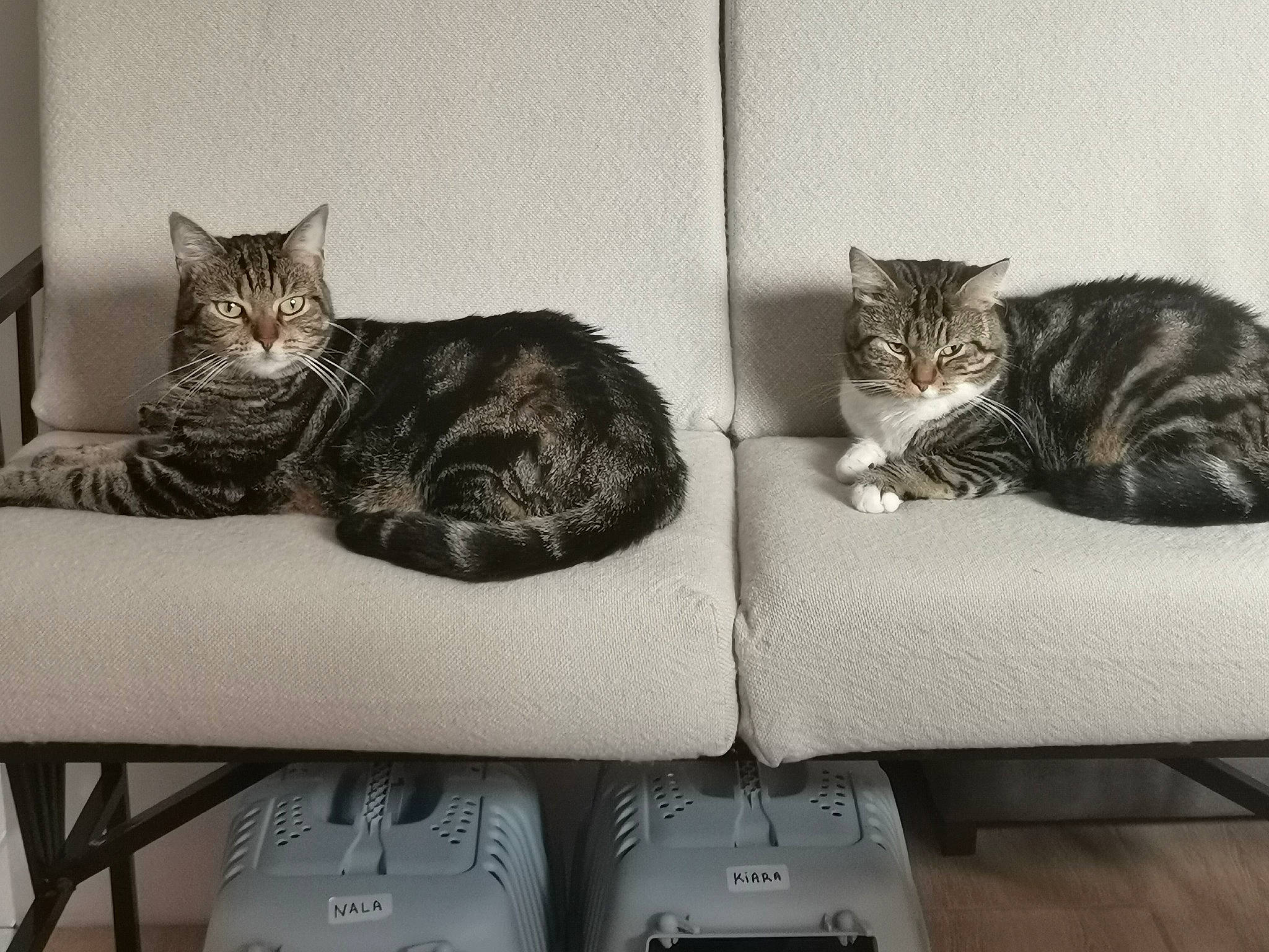 Nala Et Kiara a rejoint le concours — aidez-le/la à gagner de superbes lots ! carnivore, cat, cat_bed, cat_supply, comfort, domestic_short_haired_cat, felidae, fur, grey, mammal, paw, pet_supply, rectangle, room, sitting, small_to_medium_sized_cats, studio_couch, tail, vertebrate, whiskers
