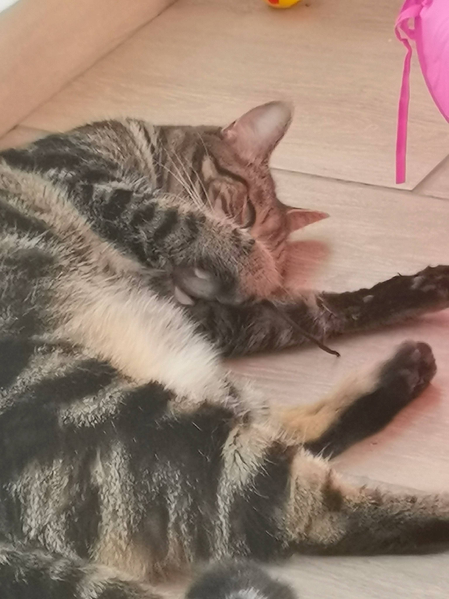 Nala Et Kiara participe au concours pour gagner de l'argent avec cette photo : art, carnivore, cat, claw, comfort, domestic_short_haired_cat, felidae, flooring, fur, hardwood, human_leg, nap, paw, sleep, small_to_medium_sized_cats, snout, tail, whiskers, wood