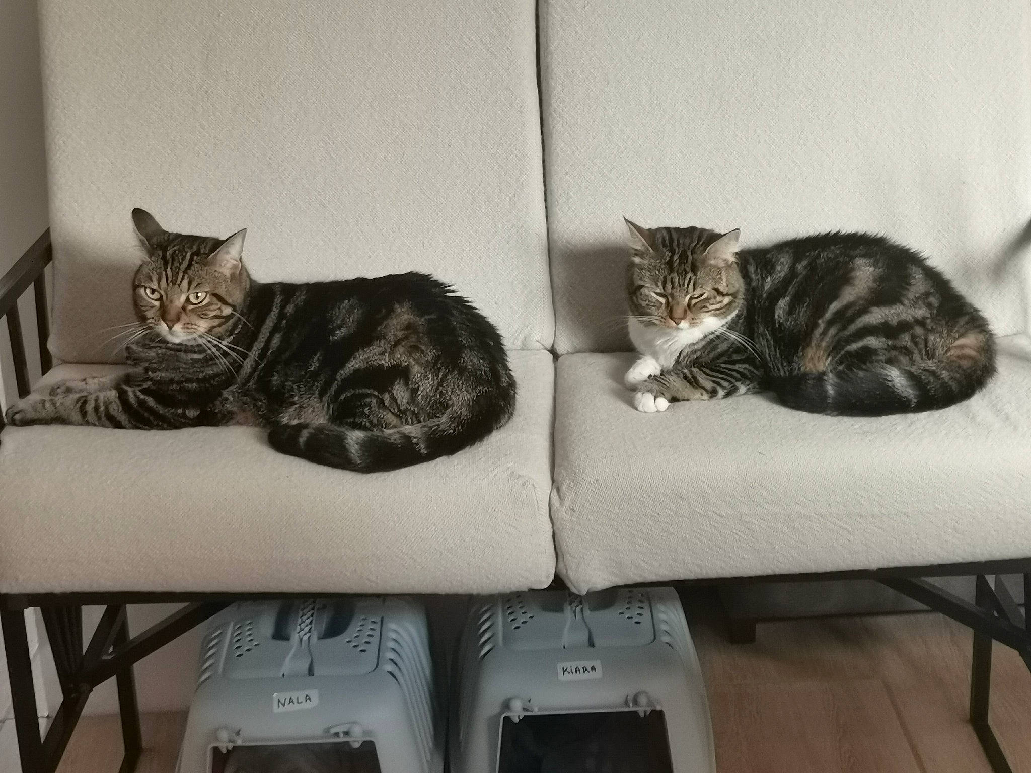 Nala Et Kiara a rejoint le concours — aidez-le/la à gagner de superbes lots ! carnivore, cat, cat_bed, cat_supply, comfort, domestic_short_haired_cat, felidae, fur, monochrome, monochrome_photography, paw, pet_supply, rectangle, sitting, small_to_medium_sized_cats, tail, whiskers