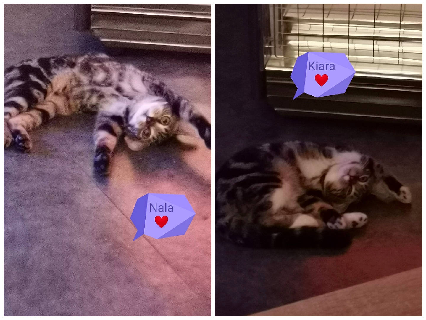 Nala Et Kiara a rejoint le concours — aidez-le/la à gagner de superbes lots ! carnivore, cat, comfort, domestic_short_haired_cat, felidae, fur, mammal, metal, nap, organism, paw, photo_caption, sky, small_to_medium_sized_cats, snout, square, tail, vertebrate, whiskers, wildlife