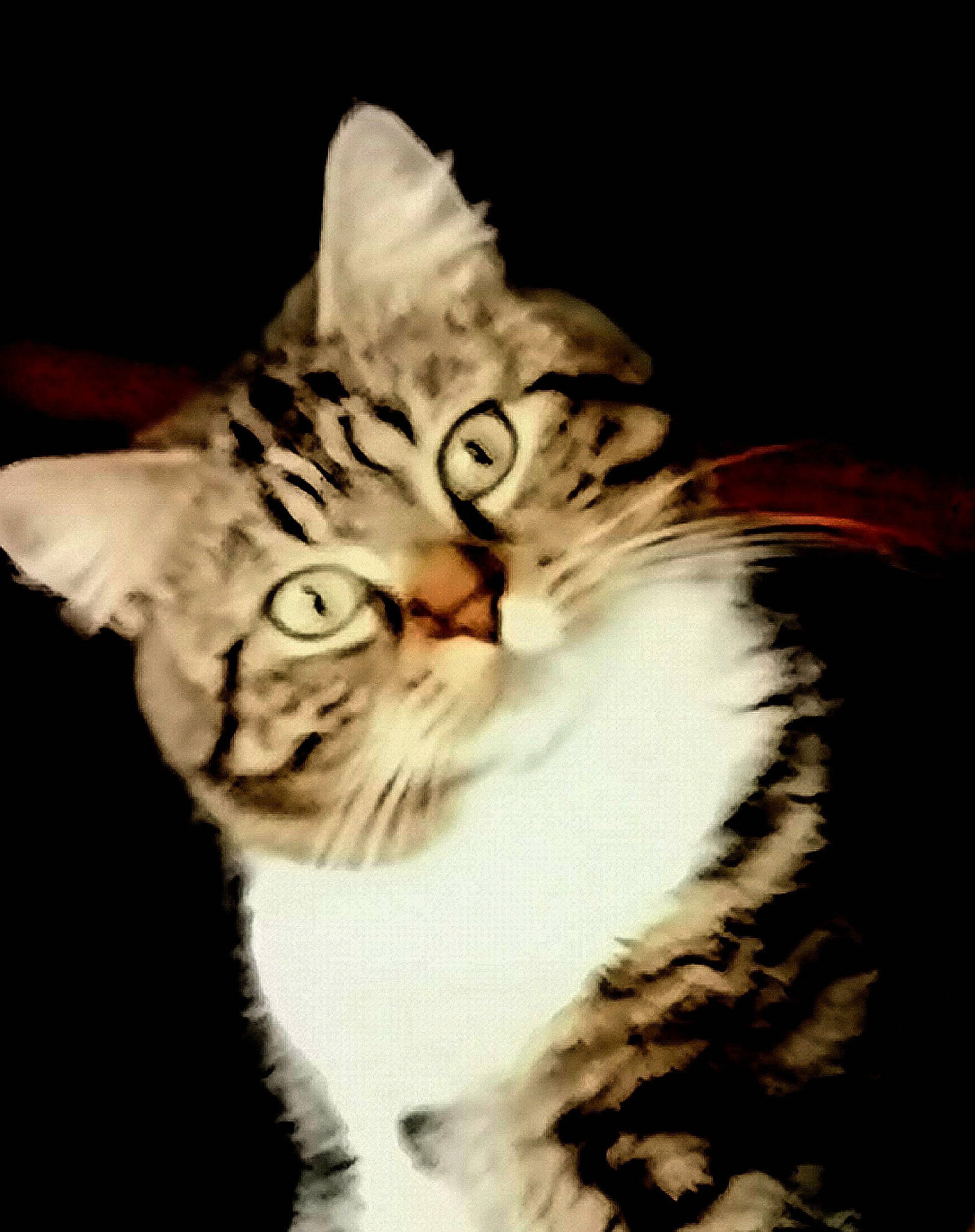 Nala Et Kiara a rejoint le concours — aidez-le/la à gagner de superbes lots ! carnivore, cat, close_up, darkness, domestic_short_haired_cat, door, event, eye, felidae, fur, head, iris, paw, small_to_medium_sized_cats, snout, tail, terrestrial_animal, whiskers, wildlife, window