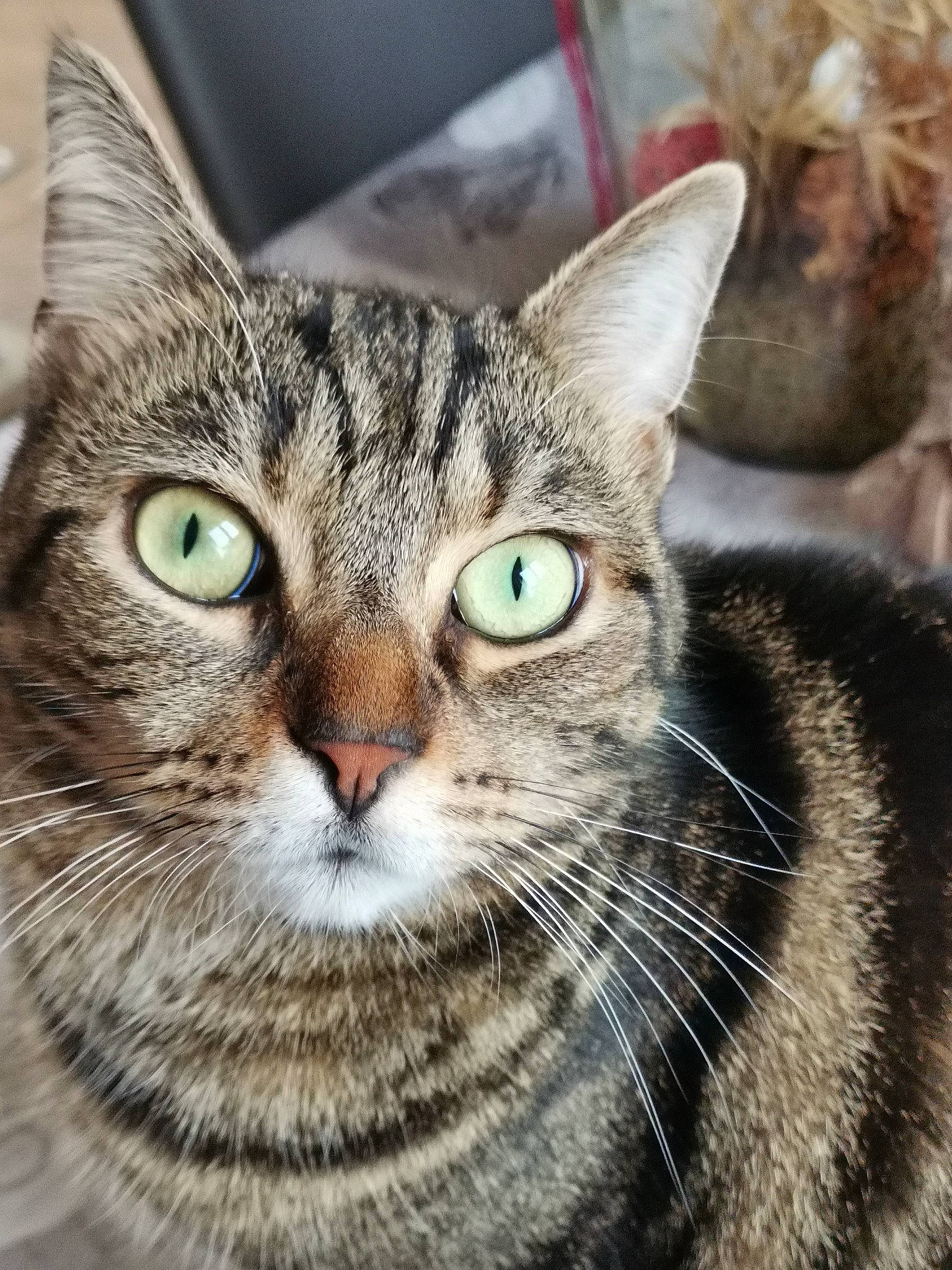 Nala a rejoint le concours — aidez-le/la à gagner de superbes lots ! carnivore, cat, domestic_short_haired_cat, felidae, fur, iris, small_to_medium_sized_cats, snout, terrestrial_animal, whiskers, wildlife