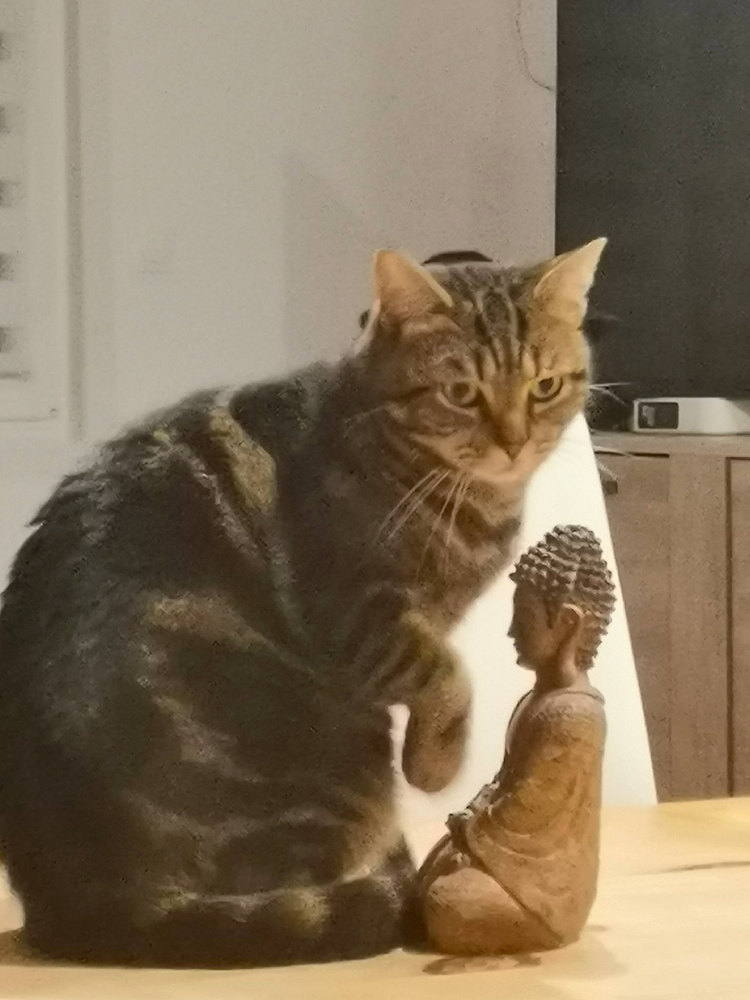 Nala a rejoint le concours — aidez-le/la à gagner de superbes lots ! box, carnivore, cat, claw, comfort, domestic_short_haired_cat, drawer, fawn, felidae, fur, gesture, paw, sitting, small_to_medium_sized_cats, snout, tail, terrestrial_animal, whiskers, window, wood