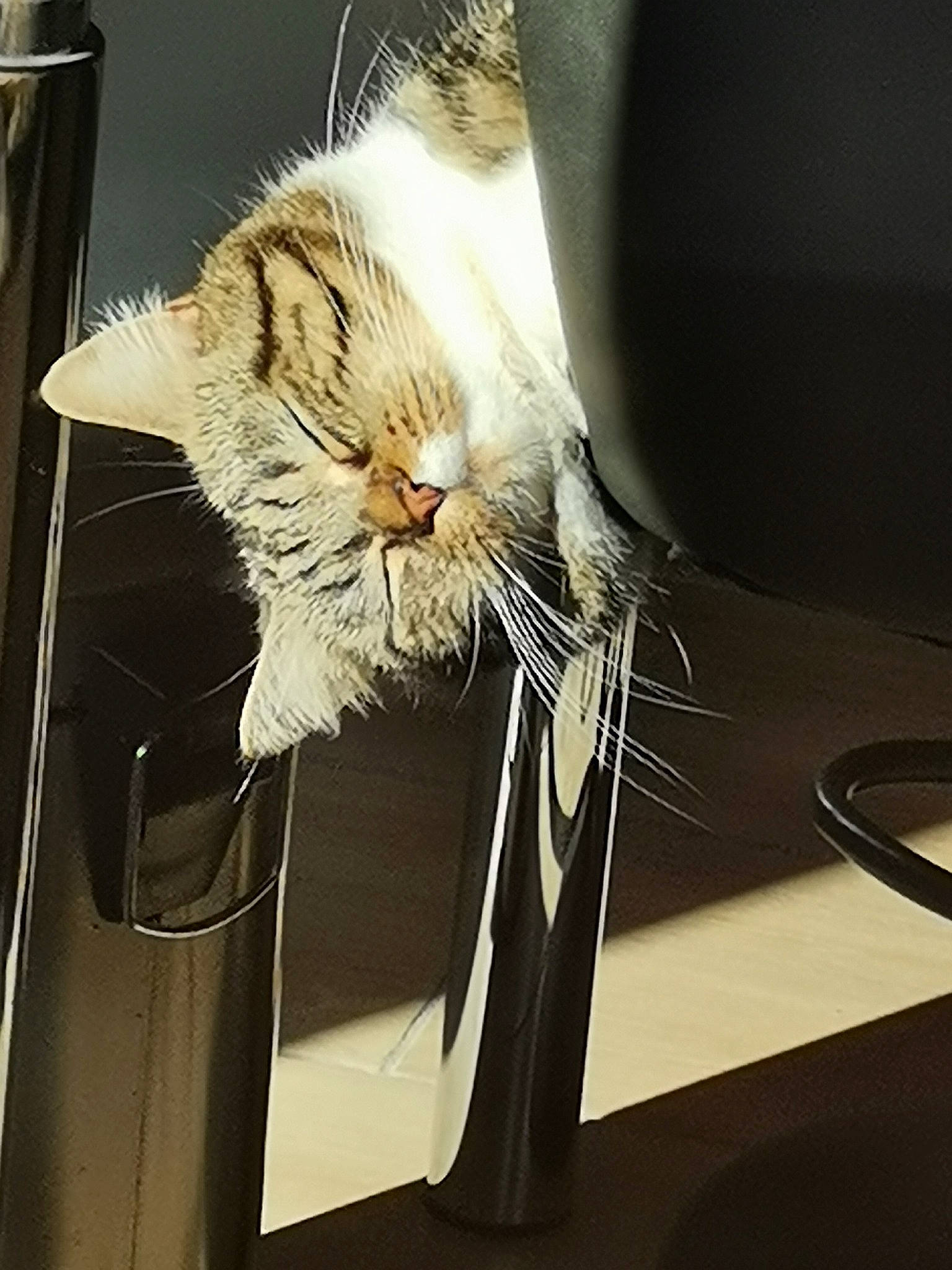 Kiara participe au concours pour gagner de l'argent avec cette photo : carnivore, cat, claw, comfort, domestic_short_haired_cat, felidae, flowerpot, fur, glass, kitchen_utensil, metal, paw, small_to_medium_sized_cats, snout, table, tail, whiskers, window