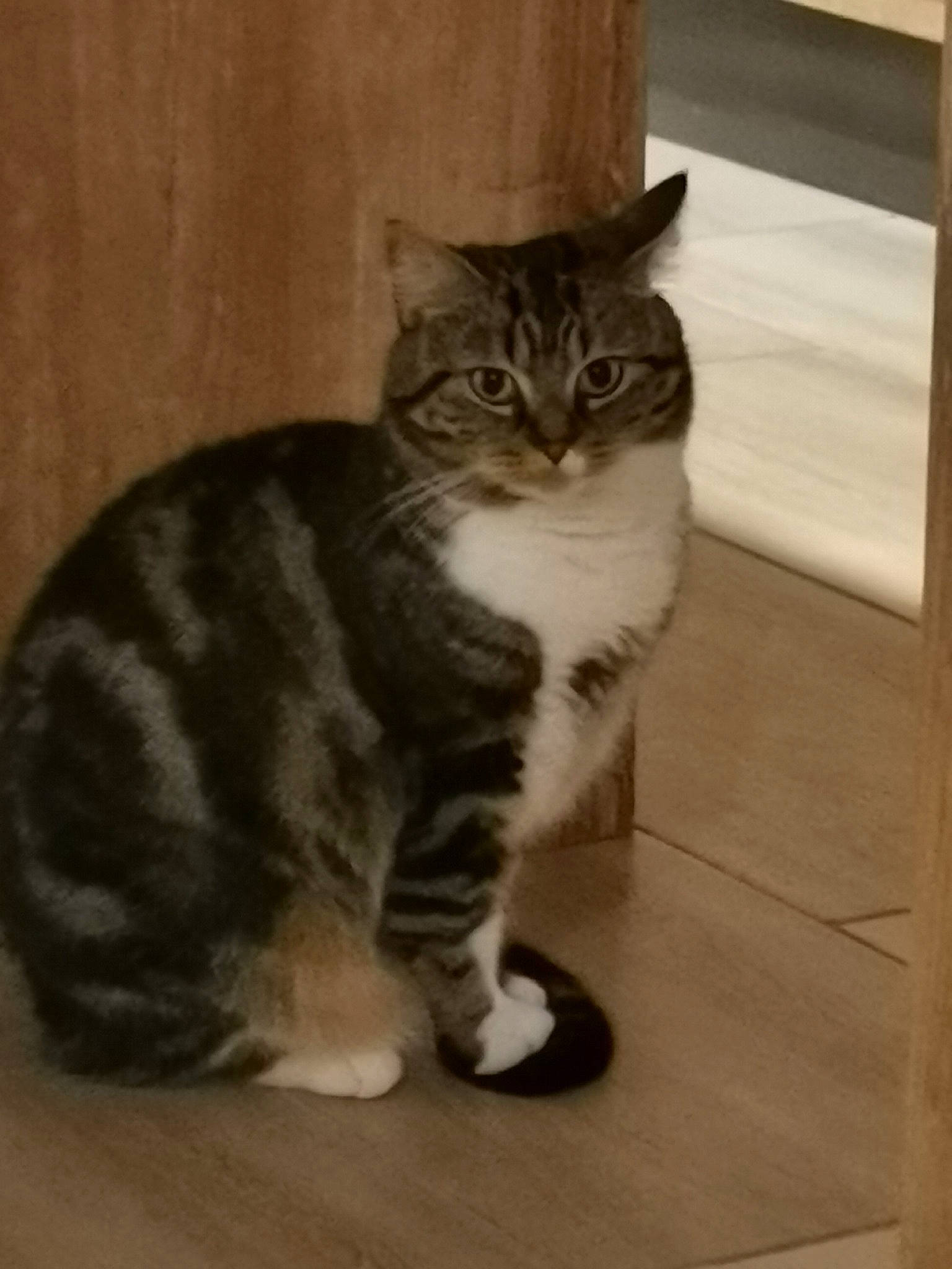 Kiara a rejoint le concours — aidez-le/la à gagner de superbes lots ! carnivore, cat, domestic_short_haired_cat, door, felidae, flooring, fur, grey, hardwood, paw, sitting, small_to_medium_sized_cats, snout, tail, terrestrial_animal, whiskers, window, wood, wood_flooring