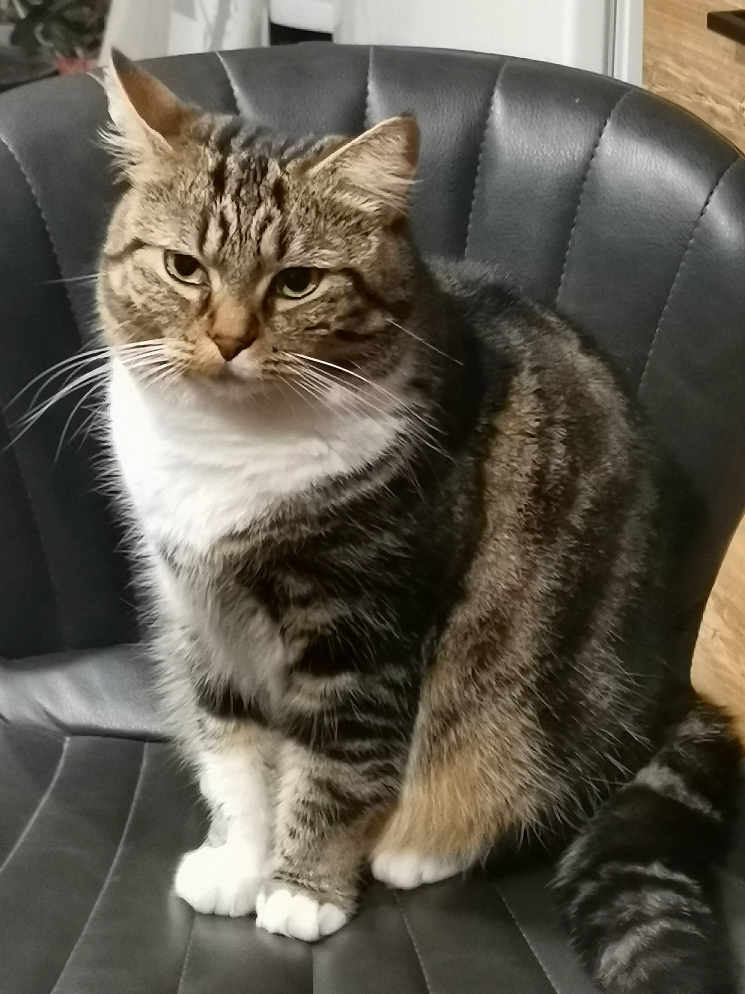 Kiara participe au concours pour gagner de l'argent avec cette photo : carnivore, cat, claw, couch, domestic_short_haired_cat, felidae, fur, paw, sitting, small_to_medium_sized_cats, snout, tail, tree, whiskers, window