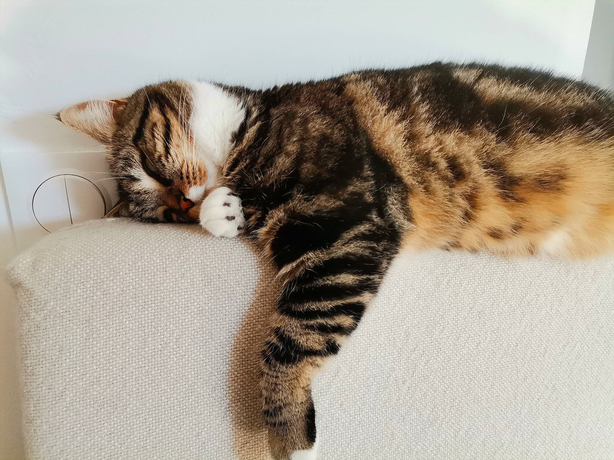 Kiara a rejoint le concours — aidez-le/la à gagner de superbes lots ! carnivore, cat, claw, comfort, domestic_short_haired_cat, eye, fawn, felidae, foot, fur, paw, small_to_medium_sized_cats, snout, tail, terrestrial_animal, whiskers