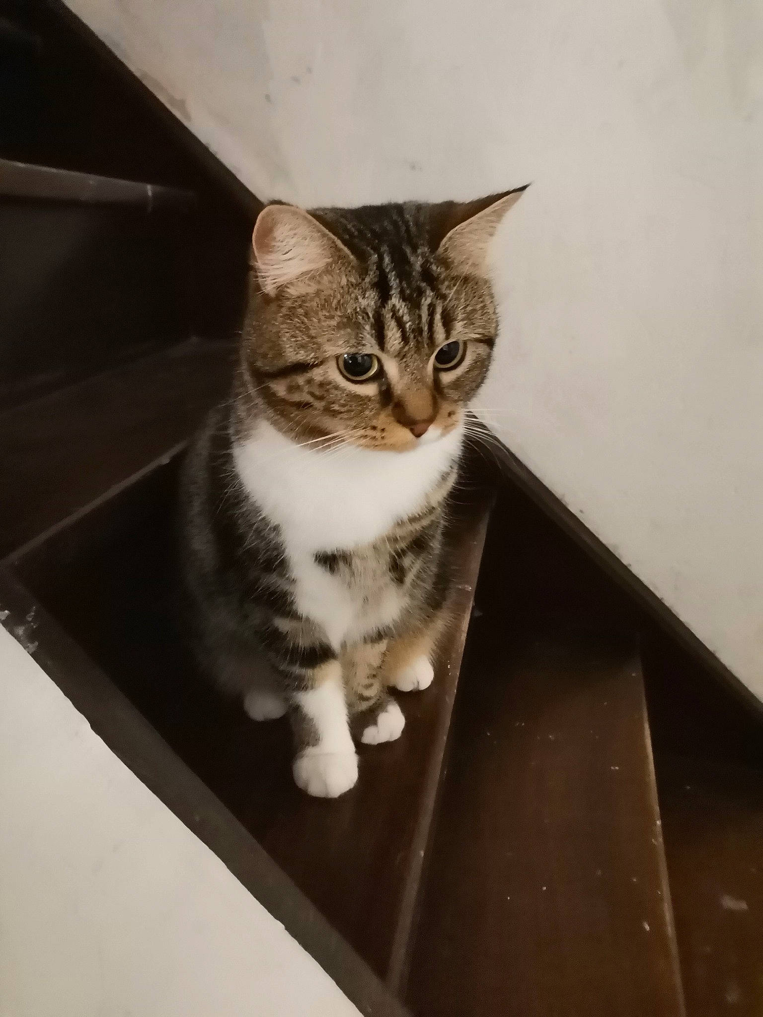 Kiara a rejoint le concours — aidez-le/la à gagner de superbes lots ! box, carnivore, cat, domestic_short_haired_cat, door, felidae, fur, metal, paw, sitting, small_to_medium_sized_cats, snout, tail, whiskers, window, wood