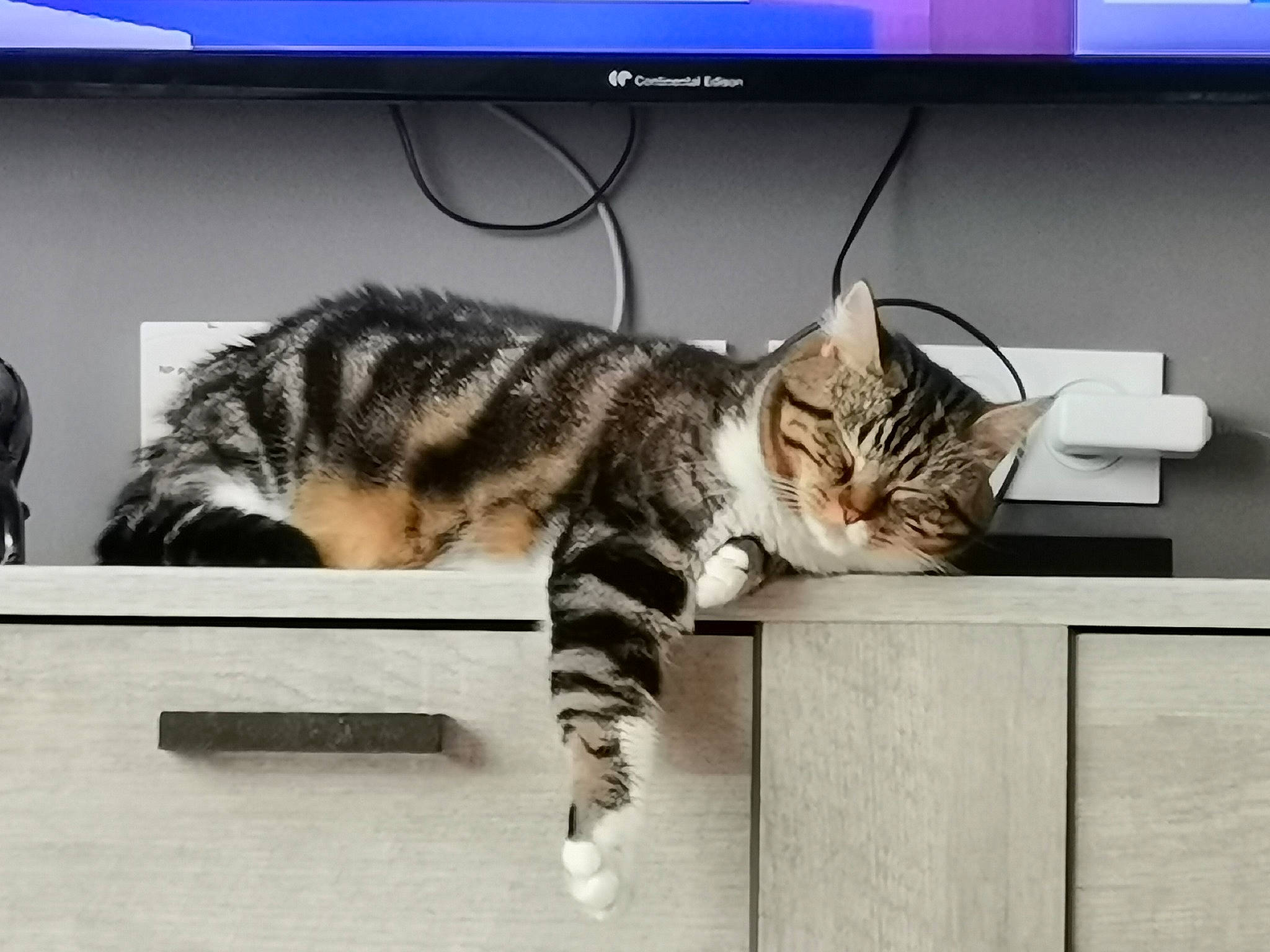 Kiara participe au concours pour gagner de l'argent avec cette photo : carnivore, cat, comfort, computer, computer_keyboard, computer_monitor, display_device, domestic_short_haired_cat, felidae, fur, mammal, metal, output_device, paw, rectangle, small_to_medium_sized_cats, snout, tail, vertebrate, whiskers