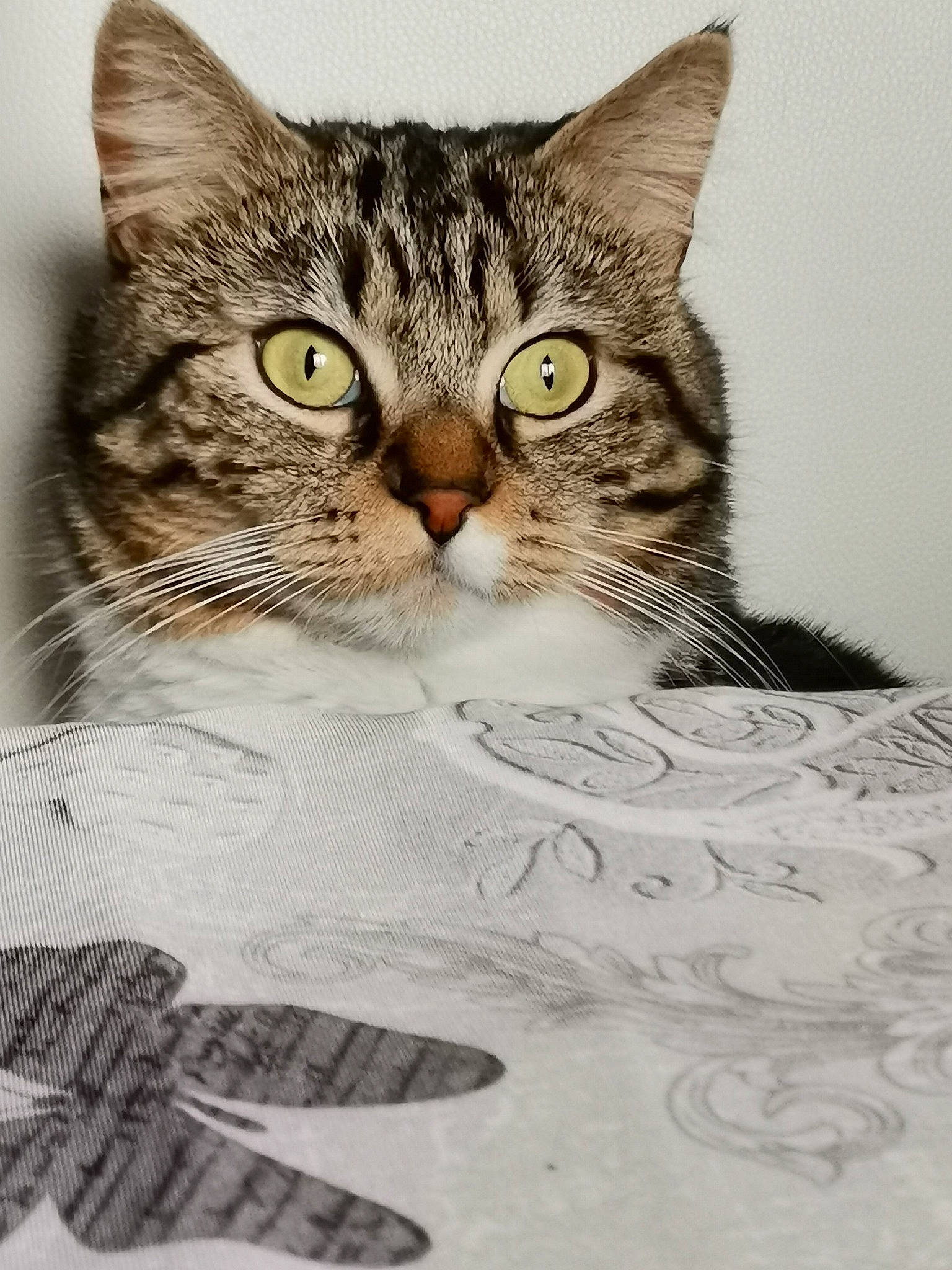 Kiara a rejoint le concours — aidez-le/la à gagner de superbes lots ! art, carnivore, cat, cat_supply, claw, domestic_short_haired_cat, felidae, fur, gesture, illustration, paw, pet_supply, photo_caption, rectangle, small_to_medium_sized_cats, snout, terrestrial_animal, whiskers, wildlife, window