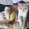 Aslan participe au concours pour gagner de l'argent avec cette photo : animal, bed, cat, cushion, cute, domestic, ears, feline, fur, indoor, looking, paws, pet, plush, relaxed, resting, soft, stuffed_animal, toy_fish, whiskers