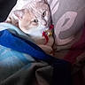 Aslan a rejoint le concours — aidez-le/la à gagner de superbes lots ! animal, bell, blanket, cat, comfort, cozy, curious, cute, domestic, feline, fur, indoor, pet, pillow, red_ribbon, relaxed, resting, snuggled, soft, warm