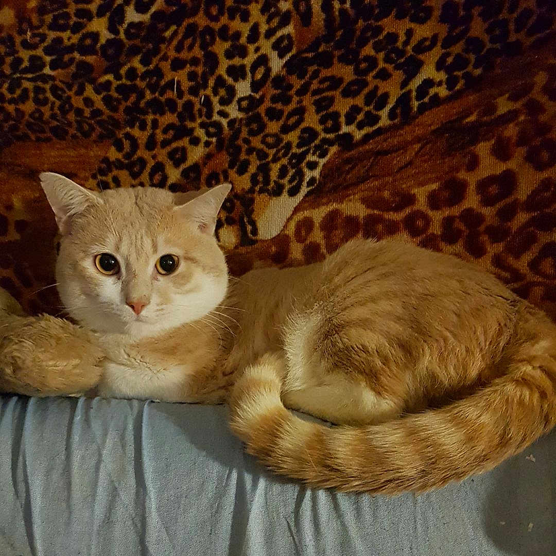 Aslan