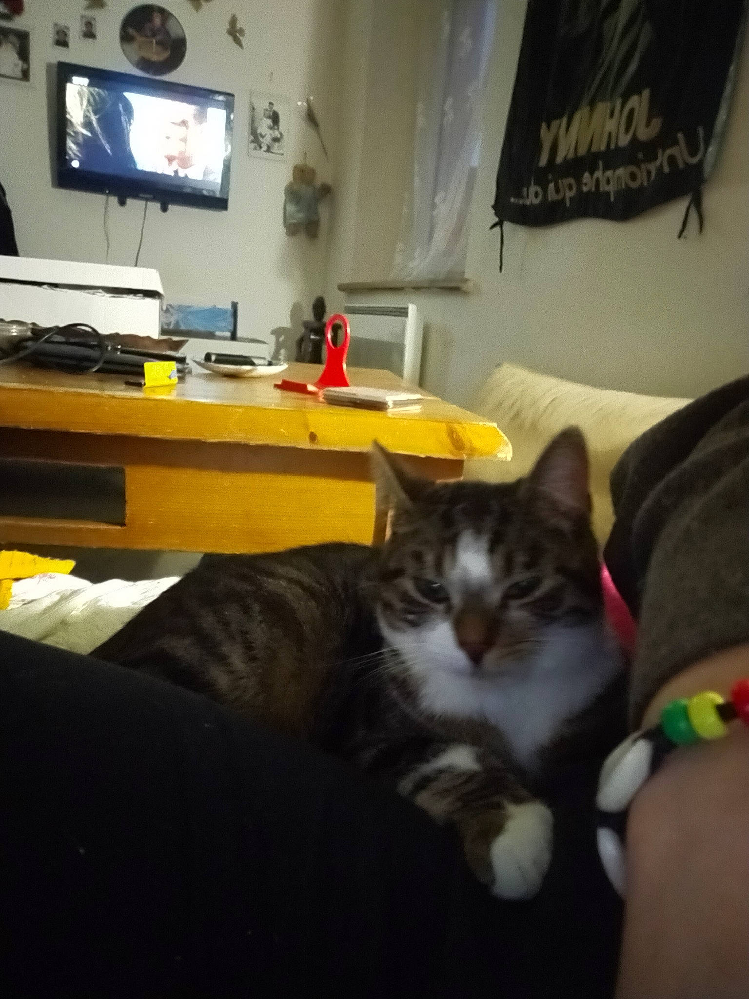 Grissous participe au concours pour gagner de l'argent avec cette photo : box, carnivore, cat, comfort, couch, curtain, felidae, flooring, fur, furniture, hardwood, lap, living_room, picture_frame, room, small_to_medium_sized_cats, television, television_set, whiskers, wood