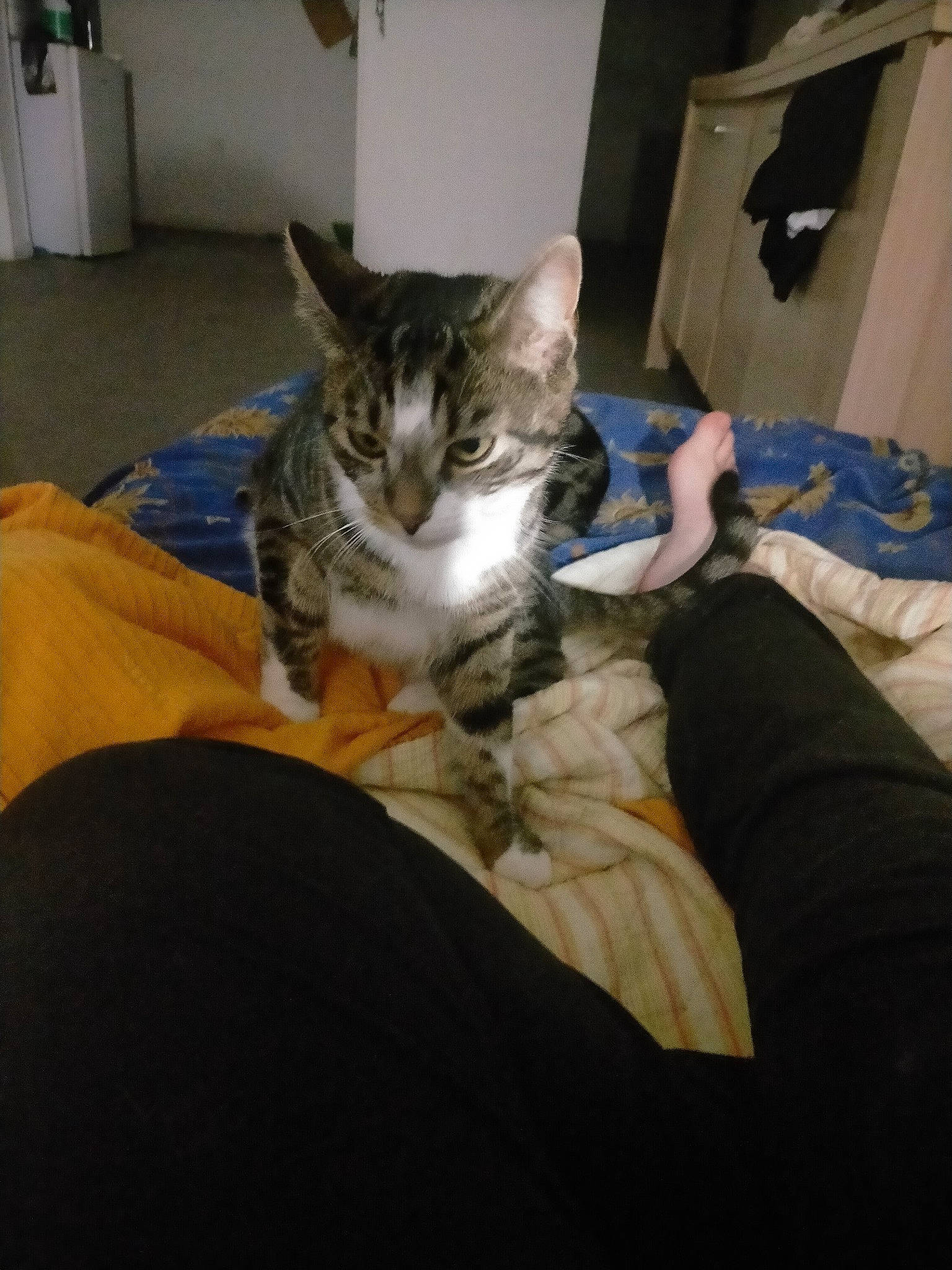 Grissous a rejoint le concours — aidez-le/la à gagner de superbes lots ! bed, bedding, carnivore, cat, comfort, couch, domestic_short_haired_cat, felidae, fur, jaw, lap, linens, nap, paw, room, sitting, small_to_medium_sized_cats, tail, textile, whiskers