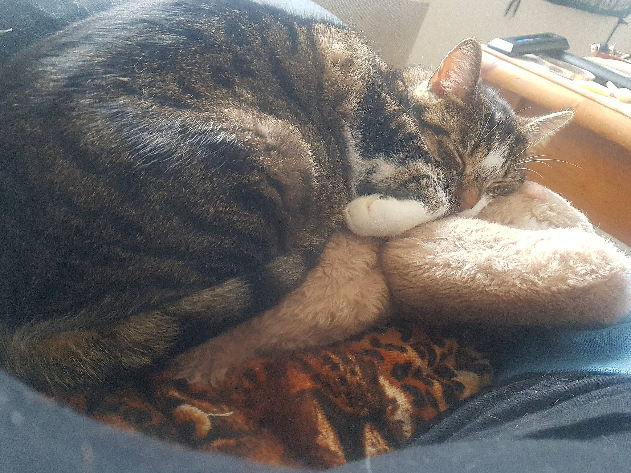 Grissous participe au concours pour gagner de l'argent avec cette photo : cabinetry, carnivore, cat, claw, comfort, domestic_short_haired_cat, felidae, fur, grey, home_appliance, kitchen_appliance, nap, paw, sleep, small_to_medium_sized_cats, snout, tail, whiskers