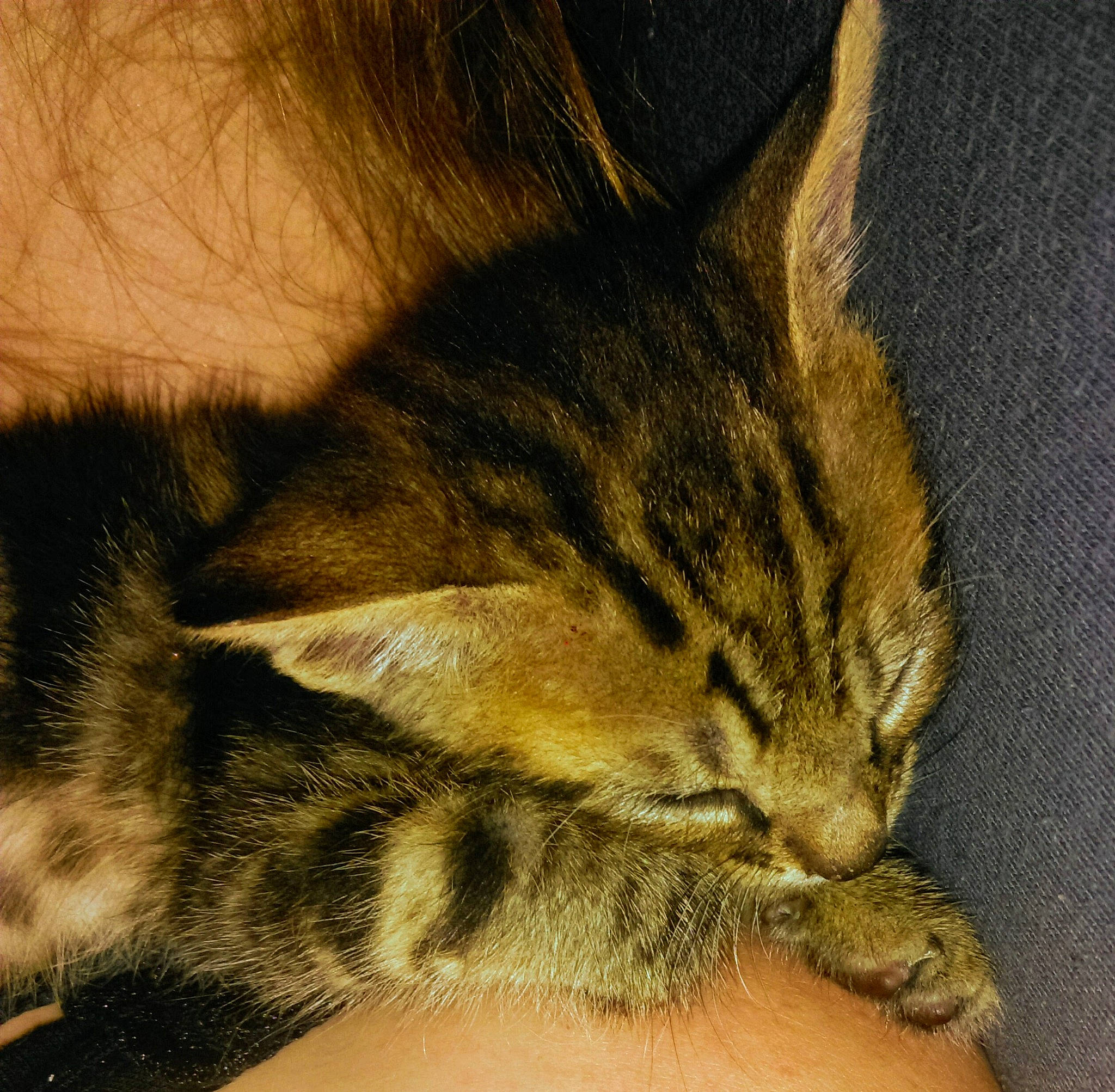 Ouragan a rejoint le concours — aidez-le/la à gagner de superbes lots ! big_cats, carnivore, cat, claw, comfort, domestic_short_haired_cat, ear, eye, fawn, felidae, fur, nap, paw, sleep, small_to_medium_sized_cats, snout, tail, terrestrial_animal, whiskers, wildlife