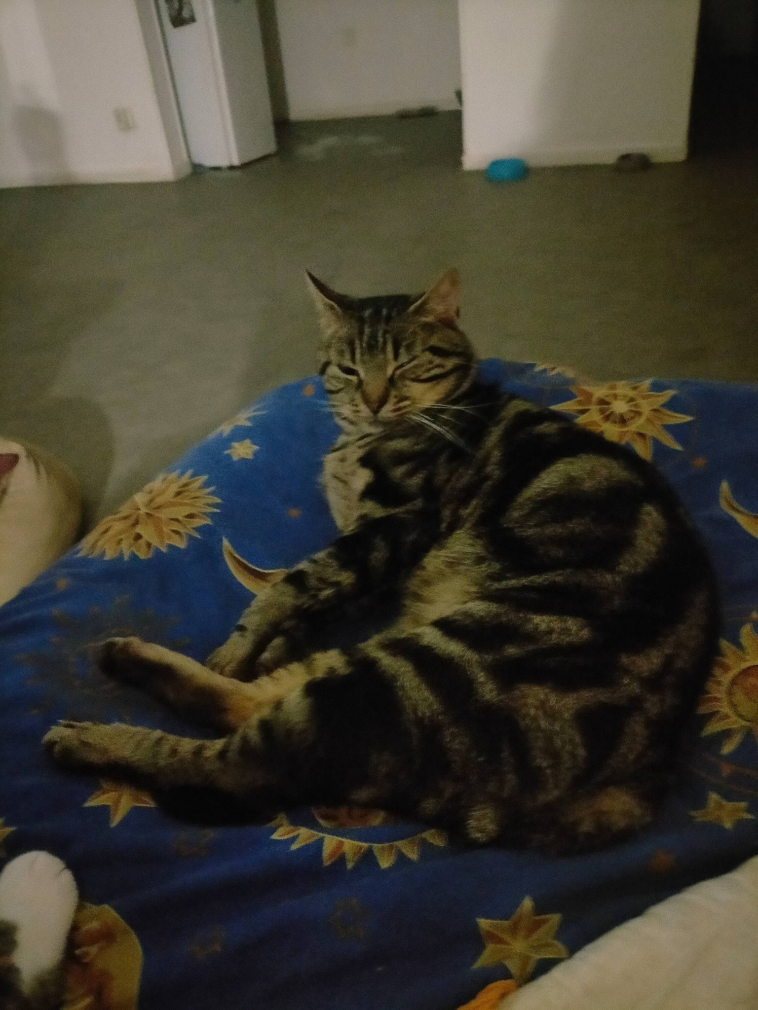 Ouragan a rejoint le concours — aidez-le/la à gagner de superbes lots ! bed, carnivore, cat, comfort, domestic_short_haired_cat, felidae, flooring, fur, grey, hardwood, linens, mammal, nap, pattern, room, sitting, small_to_medium_sized_cats, tail, terrestrial_animal, whiskers