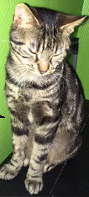 Ouragan a rejoint le concours — aidez-le/la à gagner de superbes lots ! carnivore, cat, domestic_short_haired_cat, event, felidae, fur, small_to_medium_sized_cats, snout, terrestrial_animal, whiskers