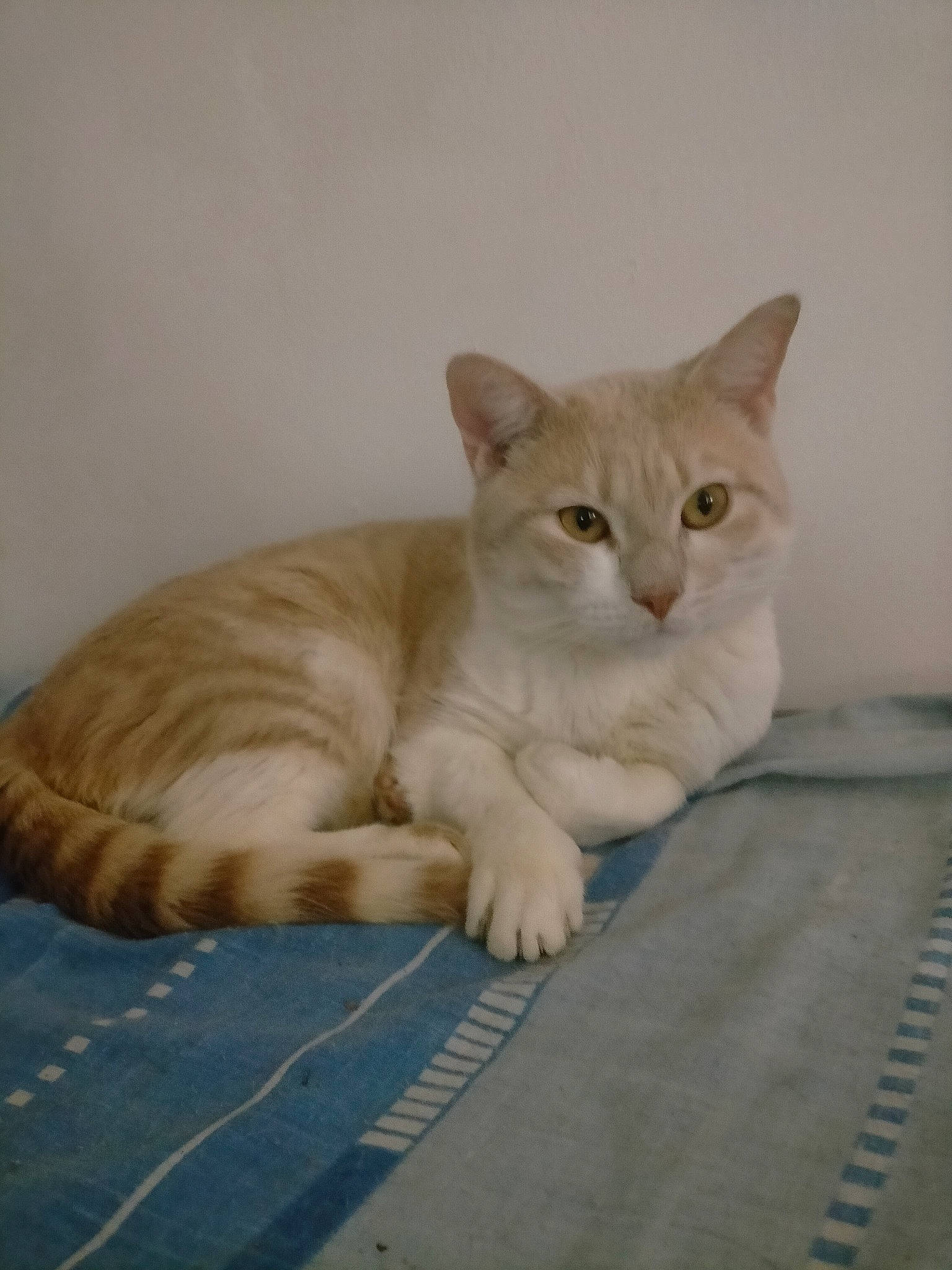 Hacelant a rejoint le concours — aidez-le/la à gagner de superbes lots ! carnivore, cat, comfort, domestic_short_haired_cat, fawn, felidae, flooring, fur, hardwood, paw, sand, sitting, small_to_medium_sized_cats, snout, tail, terrestrial_animal, whiskers, wood