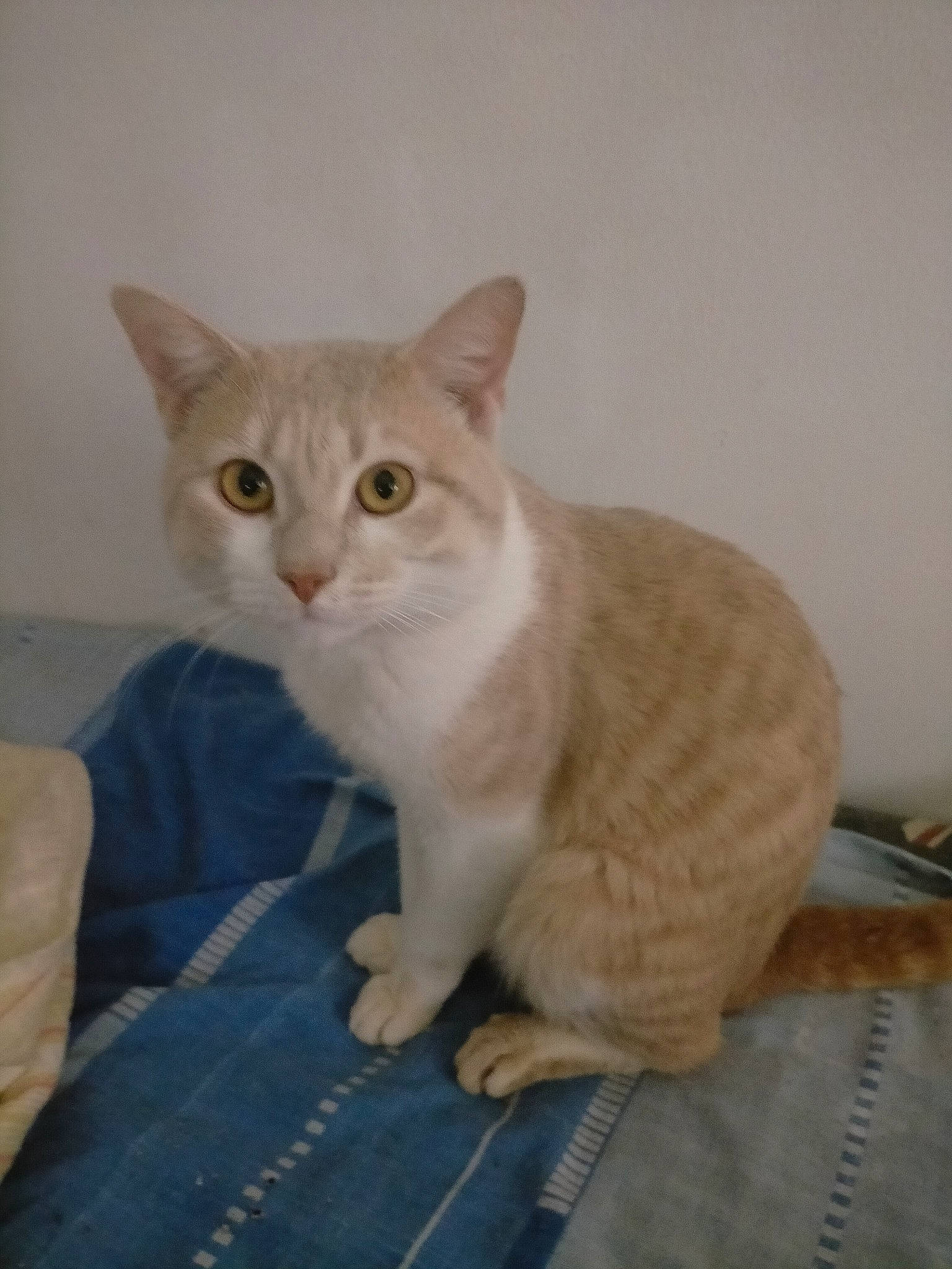 Hacelant participe au concours pour gagner de l'argent avec cette photo : carnivore, cat, domestic_short_haired_cat, fawn, felidae, flooring, fur, paw, pet_supply, sitting, small_to_medium_sized_cats, snout, tail, terrestrial_animal, whiskers, window, wood