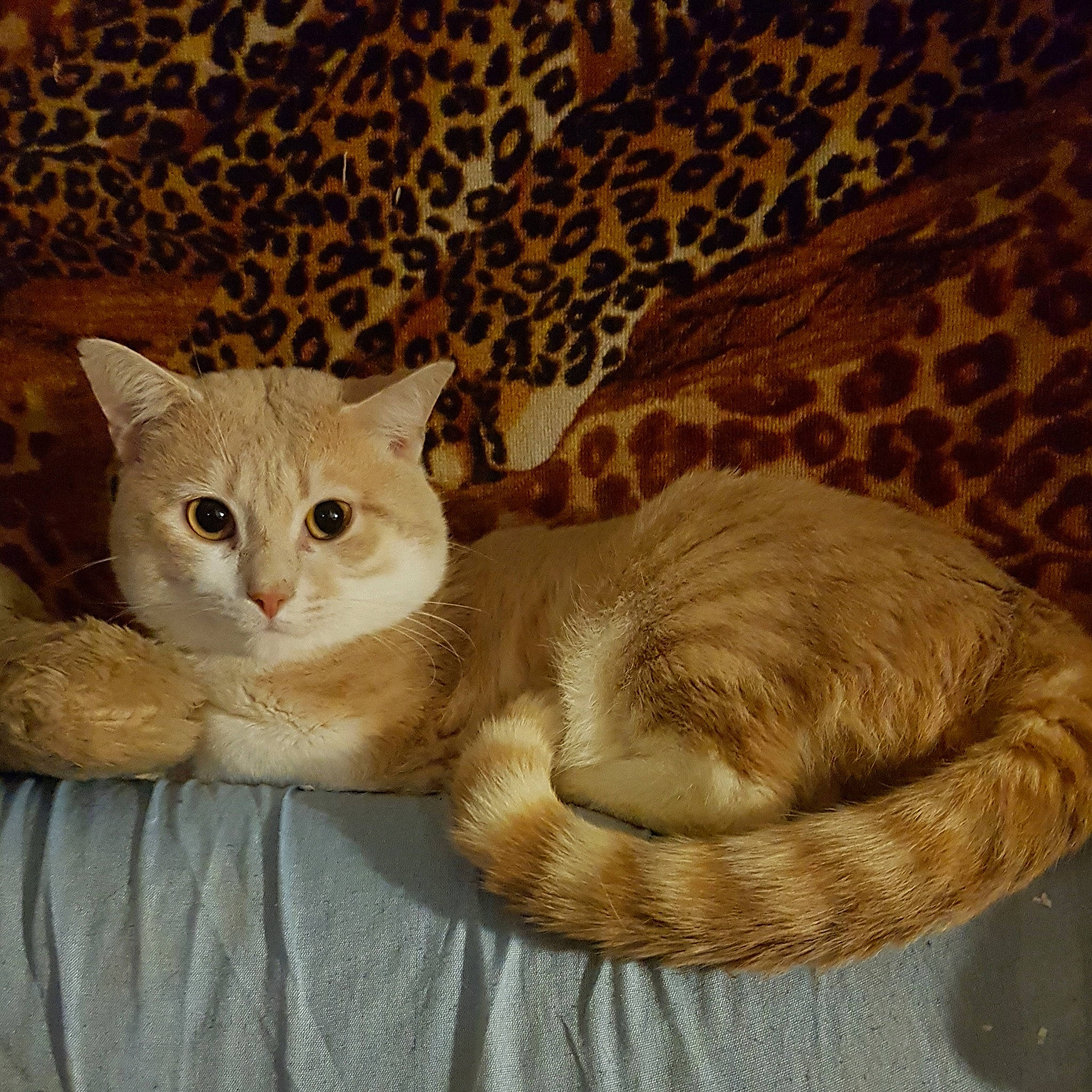 Hacelant participe au concours pour gagner de l'argent avec cette photo : carnivore, cat, cat_bed, cat_supply, comfort, domestic_short_haired_cat, fawn, felidae, fur, paw, small_to_medium_sized_cats, snout, tail, terrestrial_animal, whiskers