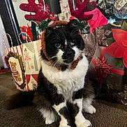 Buggs joined the competition — help win amazing prizes! cat, black_and_white, reindeer_antlers, holiday, christmas, gift_bags, carpet, indoor, decorations, pet, animal, cute, festive, fluffy, sitting, whiskers, ears, face, holiday_season, christmas_tree