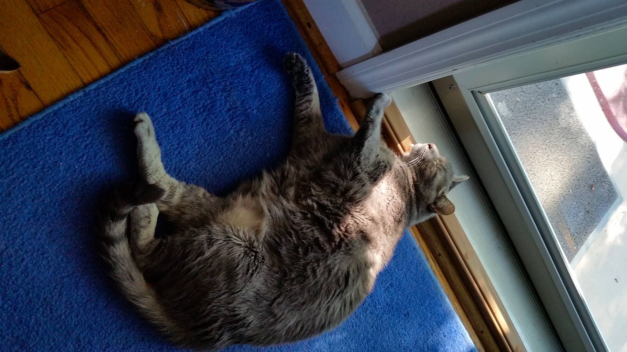 Bandit Baby joined the competition — help win amazing prizes! carnivore, cat, cat_supply, claw, comfort, dog_breed, domestic_short_haired_cat, electric_blue, felidae, flooring, fur, hardwood, mammal, nap, paw, small_to_medium_sized_cats, sporting_group, tail, whiskers, wood