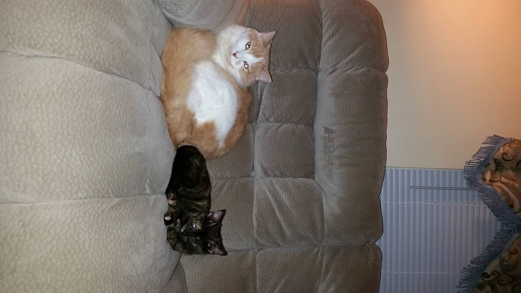 Pixie Leigh joined the competition — help win amazing prizes! bag, carnivore, cat, comfort, domestic_short_haired_cat, fawn, felidae, flooring, foot, fur, grey, hardwood, human_leg, leg, linens, small_to_medium_sized_cats, tail, thigh, whiskers, wood