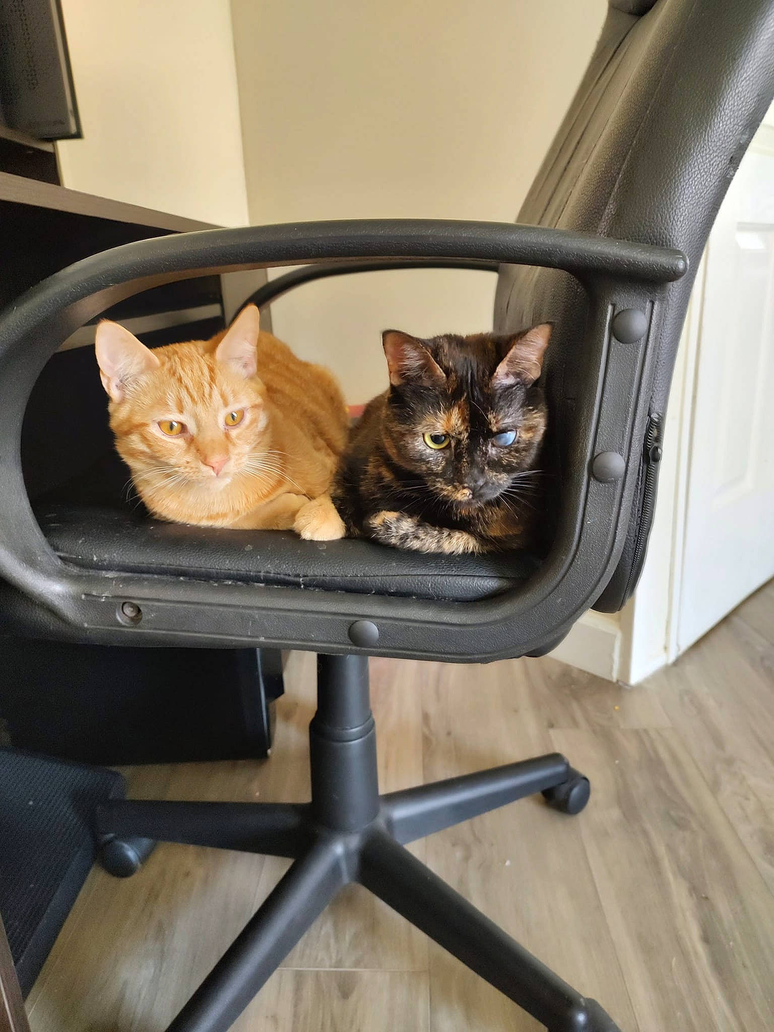 Pixie Leigh is registered to the contest to win money with this photo: carnivore, cat, chair, comfort, domestic_short_haired_cat, fawn, felidae, flooring, fur, hardwood, mammal, metal, plant, room, small_to_medium_sized_cats, tail, vertebrate, whiskers, wood, wood_stain