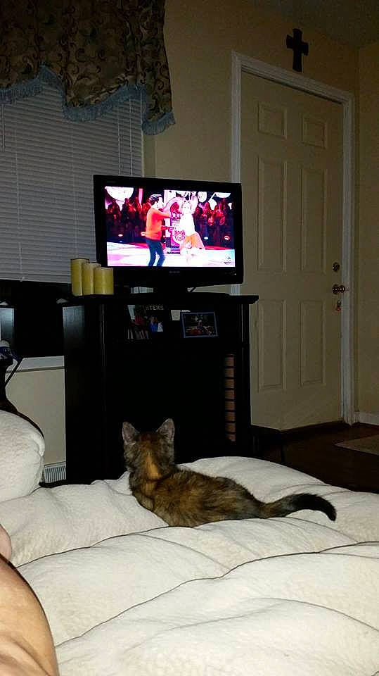 Pixie Leigh is registered to the contest to win money with this photo: cable_television, carnivore, comfort, display_device, door, entertainment_center, fawn, felidae, flat_panel_display, flooring, hardwood, home_appliance, house, linens, living_room, room, tail, television, television_set, whiskers