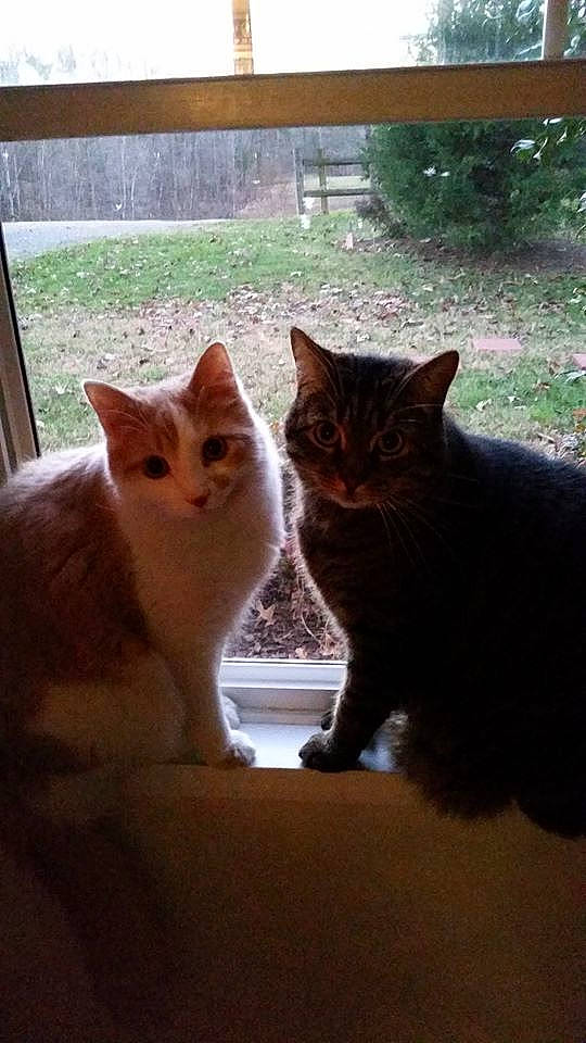 Austin Frances is registered to the contest to win money with this photo: carnivore, cat, claw, comfort, domestic_short_haired_cat, eye, fawn, felidae, fur, paw, plant, sitting, small_to_medium_sized_cats, snout, tail, tints_and_shades, tree, whiskers, window, wood