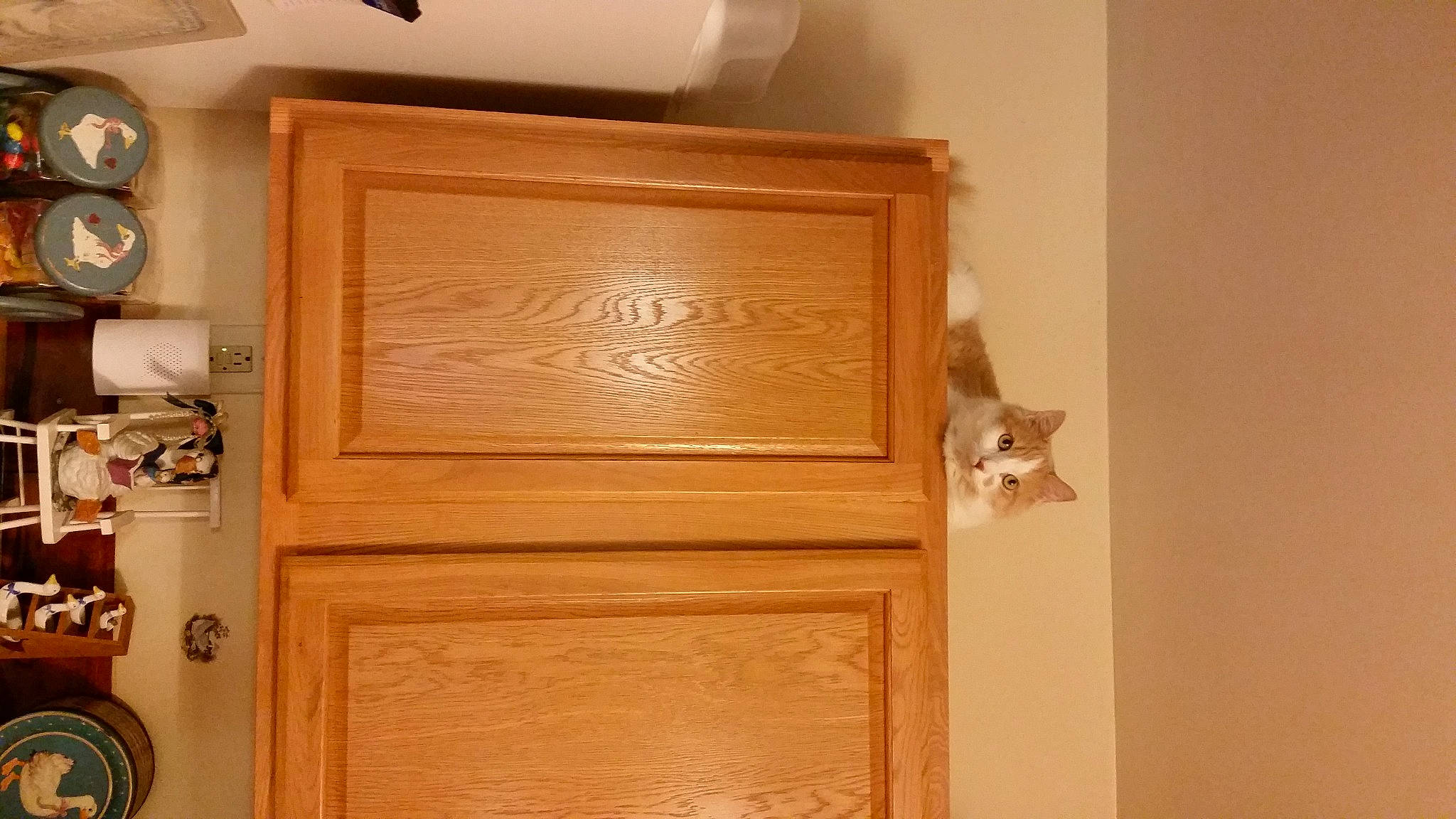 Austin Frances is registered to the contest to win money with this photo: brown, cat, ceiling, dead_bolt, door, door_handle, fixture, floor, flooring, handle, hardwood, home_door, molding, pattern, plywood, room, varnish, wall, wood, wood_stain