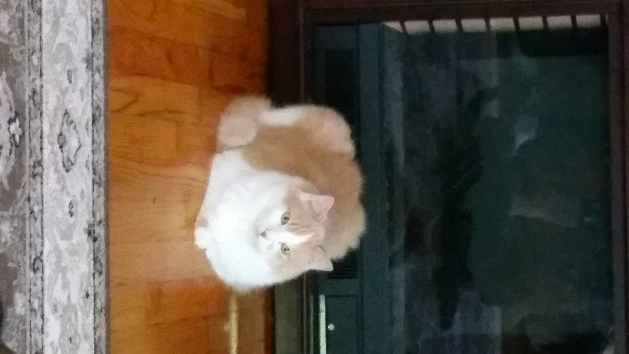 Austin Frances joined the competition — help win amazing prizes! animal_shelter, carnivore, cat, cat_supply, domestic_short_haired_cat, fawn, felidae, fur, hardwood, paw, room, small_to_medium_sized_cats, tail, whiskers, window, wood