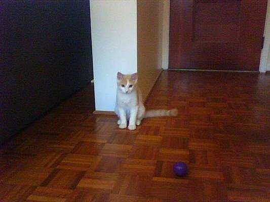 Austin Frances joined the competition — help win amazing prizes! brown, carnivore, cat, door, fawn, felidae, floor, flooring, hardwood, laminate_flooring, plywood, room, small_to_medium_sized_cats, tail, varnish, wall, whiskers, wood, wood_flooring, wood_stain