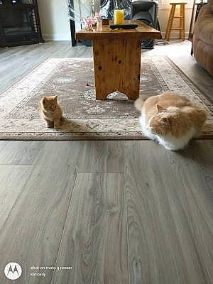 Rambo is registered to the contest to win money with this photo: brown, carnivore, cat, comfort, companion_dog, fawn, felidae, floor, flooring, grey, hardwood, laminate_flooring, living_room, mammal, small_to_medium_sized_cats, table, vertebrate, whiskers, wood, wood_stain