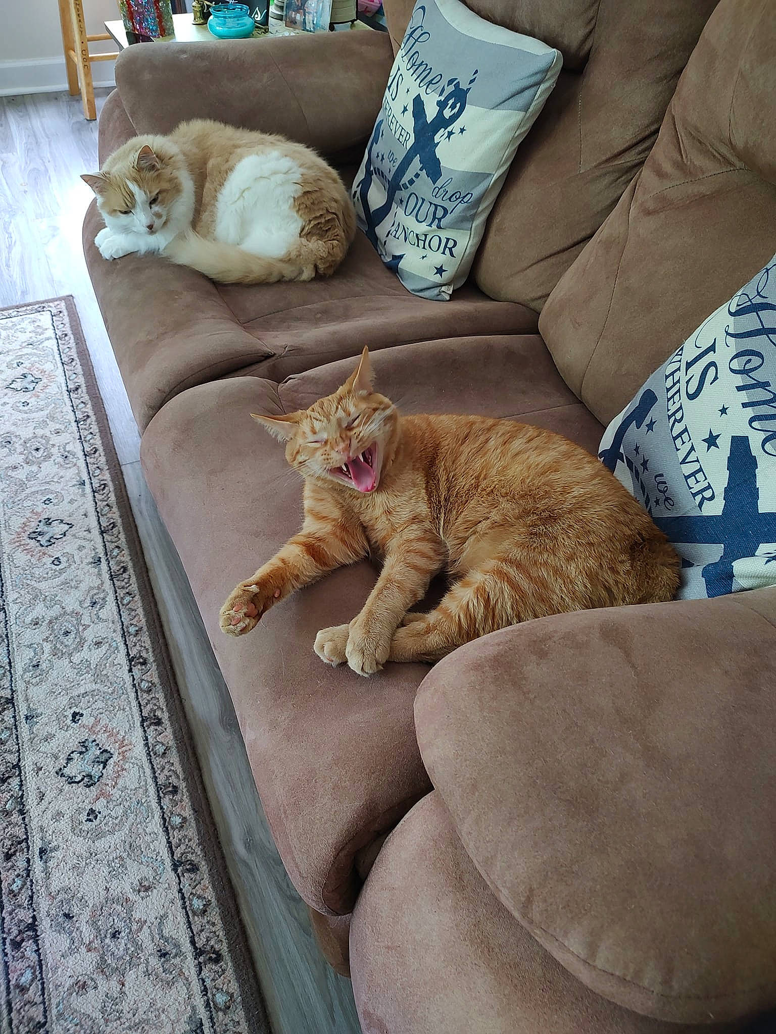 Rambo is registered to the contest to win money with this photo: carnivore, cat, comfort, companion_dog, couch, domestic_short_haired_cat, fawn, felidae, flooring, fur, linens, living_room, pet_supply, pillow, sitting, small_to_medium_sized_cats, tail, vertebrate, whiskers, wood