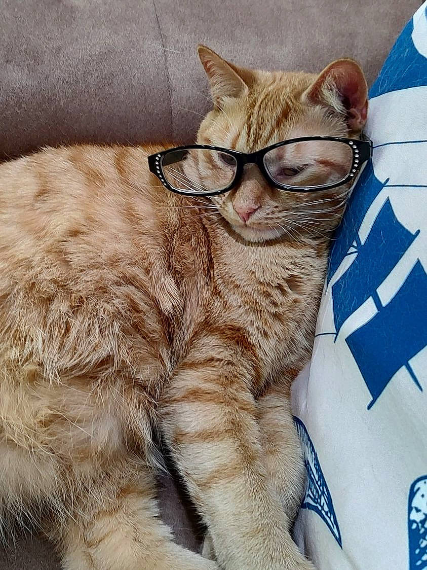 Rambo joined the competition — help win amazing prizes! carnivore, cat, claw, comfort, domestic_short_haired_cat, eyewear, felidae, fur, glasses, nap, paw, sitting, small_to_medium_sized_cats, snout, tail, terrestrial_animal, whiskers