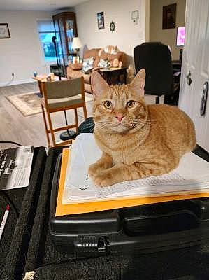 Rambo is registered to the contest to win money with this photo: box, carnivore, cat, chair, comfort, domestic_short_haired_cat, fawn, felidae, fur, furniture, hardwood, houseplant, mammal, picture_frame, small_to_medium_sized_cats, table, tail, whiskers, window, wood