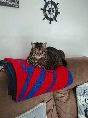 Brady joined the competition — help win amazing prizes! carnivore, cat, comfort, couch, domestic_short_haired_cat, felidae, flooring, fur, grey, house, linens, mammal, pattern, picture_frame, room, sitting, small_to_medium_sized_cats, tail, whiskers, wood