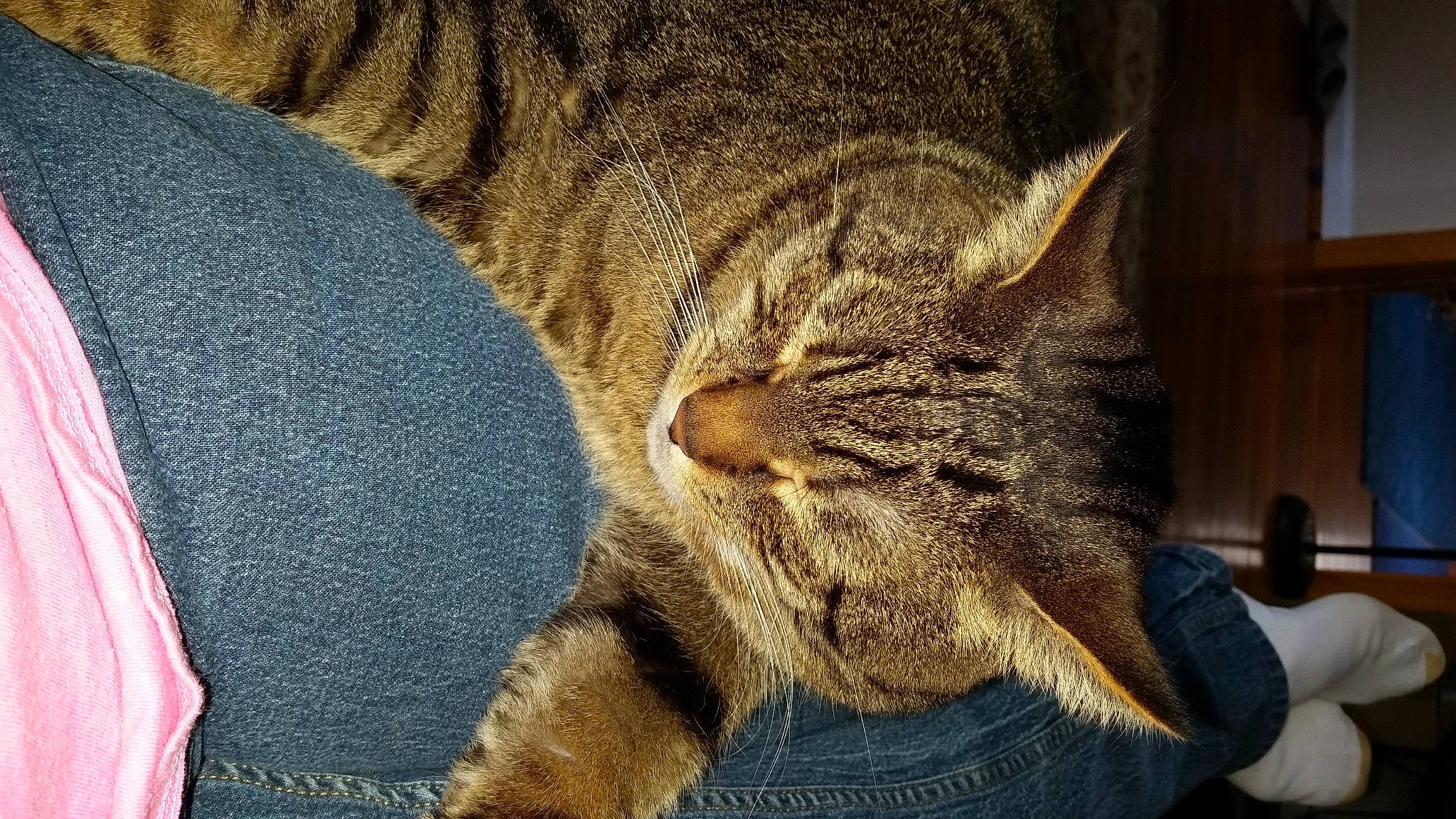 Brady joined the competition — help win amazing prizes! carnivore, cat, claw, comfort, domestic_short_haired_cat, eye, felidae, fur, gesture, nap, paw, sitting, small_to_medium_sized_cats, snout, tail, terrestrial_animal, tree, whiskers, wildlife, window