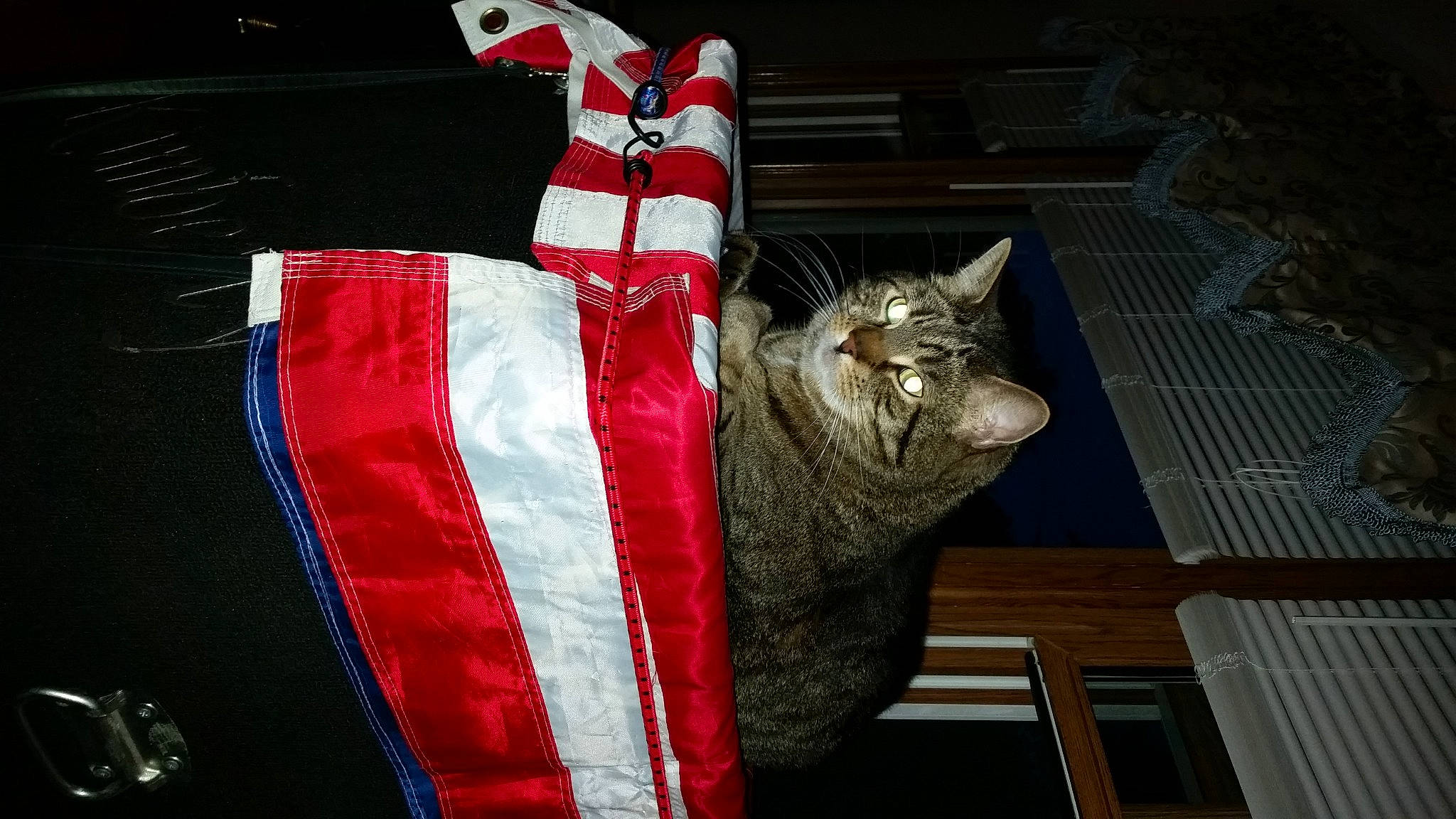 Brady joined the competition — help win amazing prizes! art, black_cat, carmine, carnivore, cat, claw, comfort, domestic_short_haired_cat, felidae, fur, house, human_leg, linens, pattern, small_to_medium_sized_cats, sportswear, tail, whiskers, window, wood