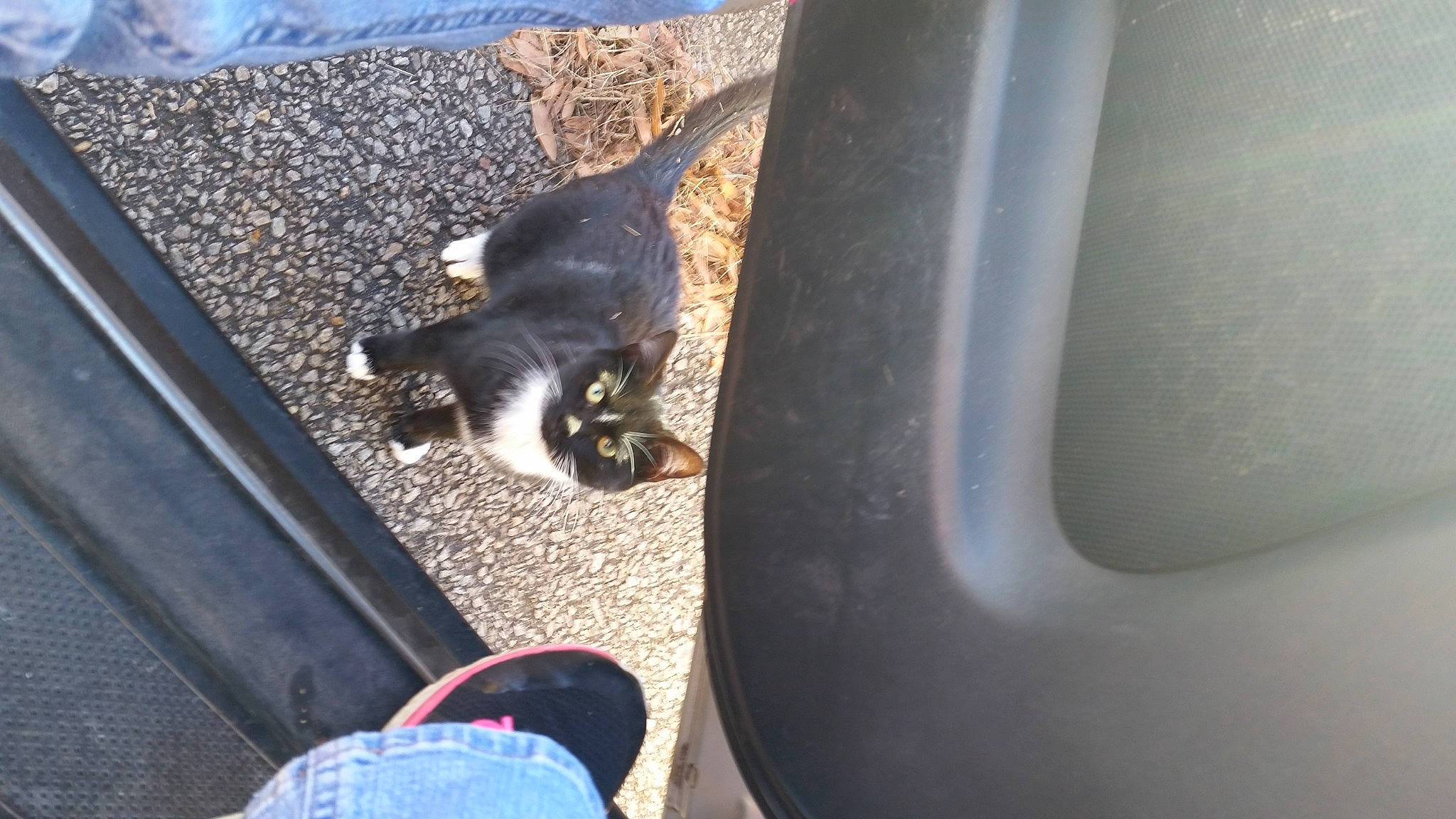 Cookie Marie joined the competition — help win amazing prizes! asphalt, auto_part, automotive_exterior, automotive_lighting, automotive_tire, carnivore, cat, comfort, dog_breed, felidae, fender, fur, human_leg, small_to_medium_sized_cats, sporting_group, tail, tree, vehicle_door, whiskers, window