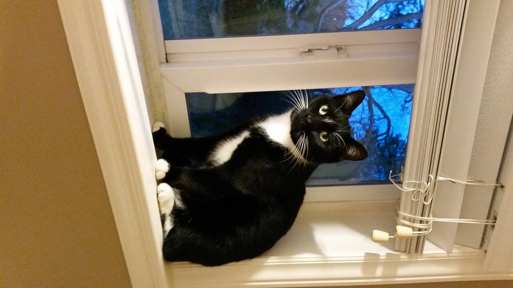 Cookie Marie joined the competition — help win amazing prizes! carnivore, cat, door, felidae, fixture, fur, hardwood, natural_material, plumbing_fixture, room, sink, small_to_medium_sized_cats, tail, terrestrial_animal, whiskers, window, wood