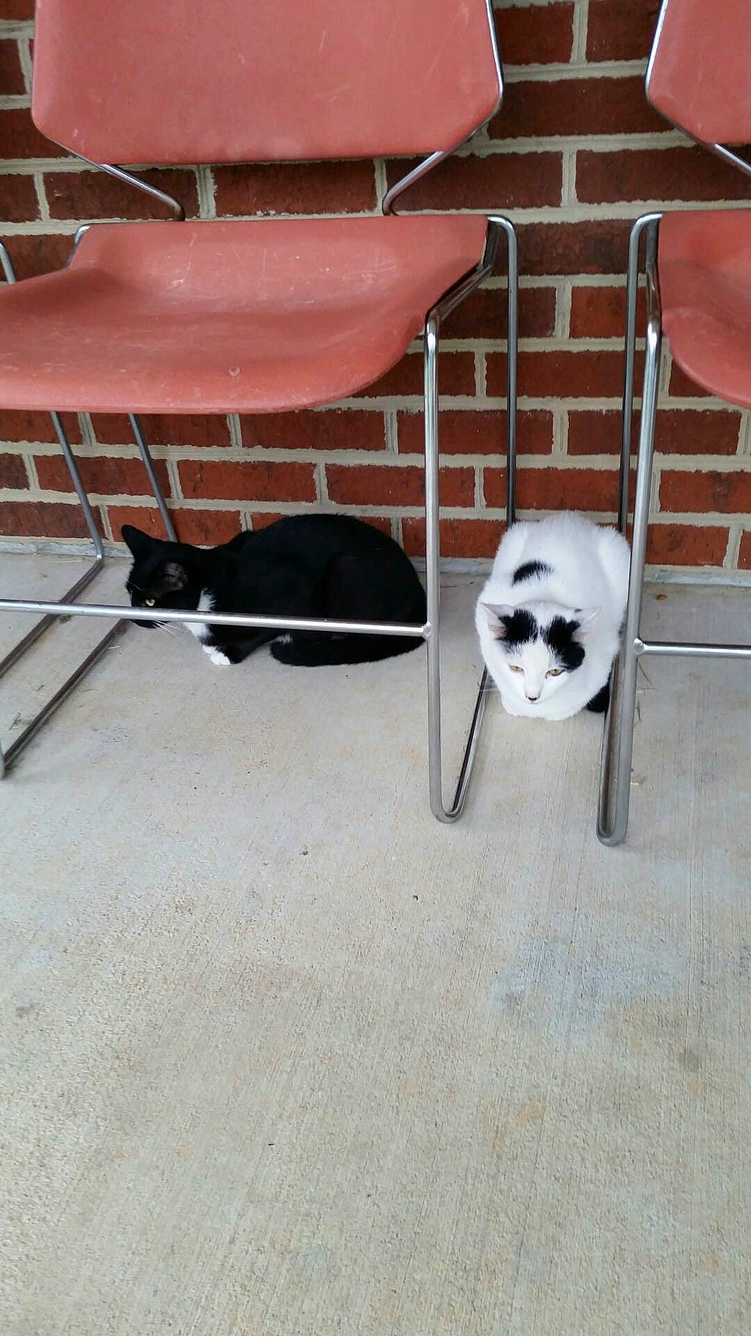 Cookie Marie is registered to the contest to win money with this photo: bone, brick, brickwork, canidae, carnivore, cat, cat_supply, chair, domestic_short_haired_cat, felidae, floor, flooring, house, pet_supply, skull, small_to_medium_sized_cats, tail, vertebrate, whiskers, wood